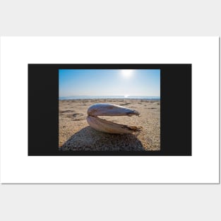 Revere Beach Clam Shell Side Revere MA Posters and Art